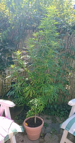 obscura1660681416977