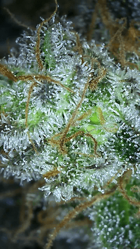 Growreport Bild 17