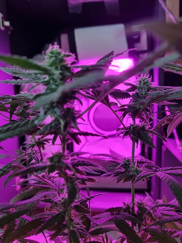 Growreport Bild 2