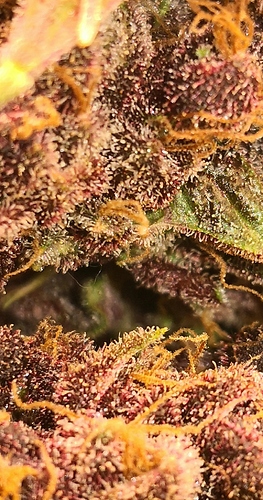 Growreport Bild 9