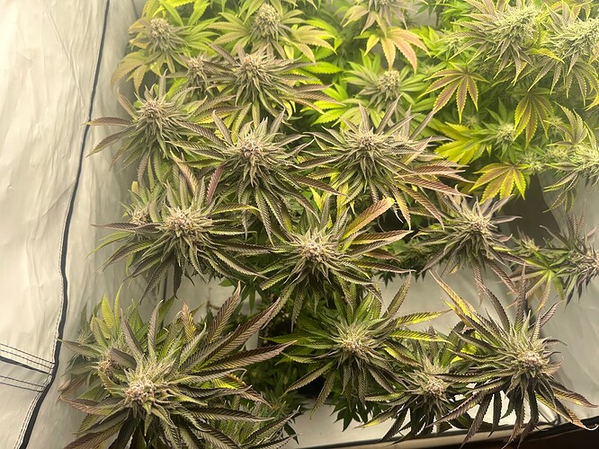 Growreport Bild 1