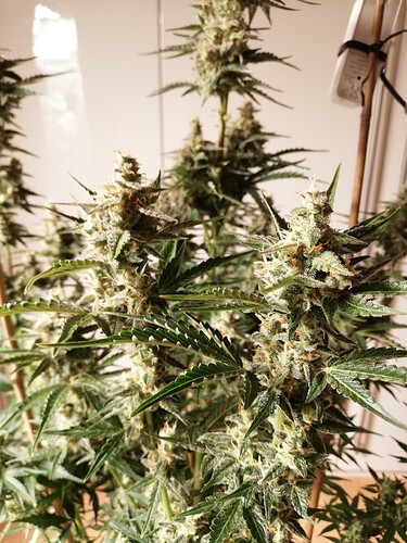 GG#3_240104-2