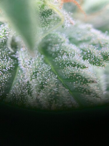 Growreport Bild 17