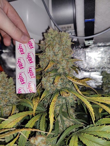 Growreport Bild 25