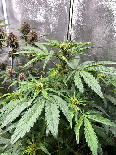 Growreport Bild 21