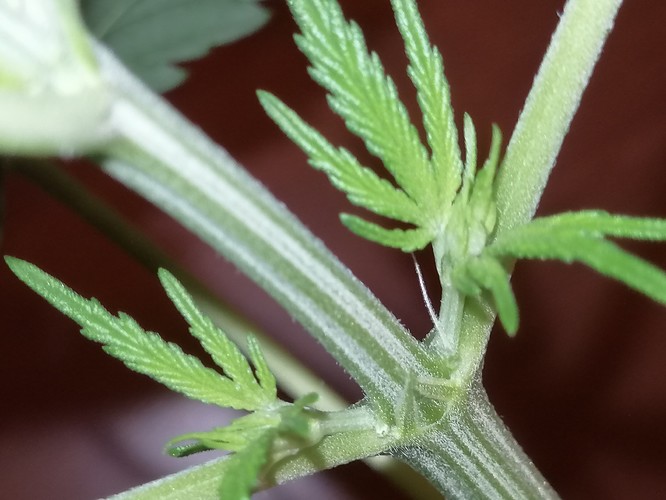 Growreport Bild 4
