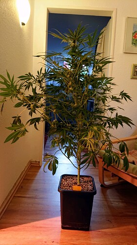 Growreport Bild 7