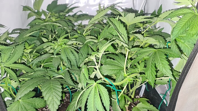 Growreport Bild 2