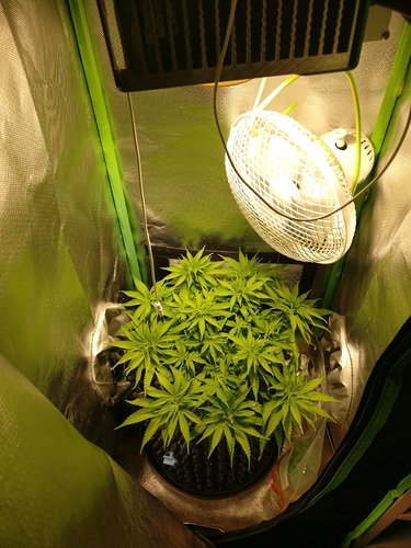 Growreport Bild 1