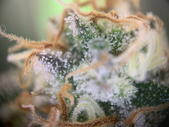 Growreport Bild 15