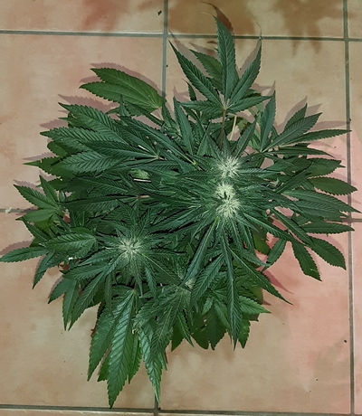 Growreport Bild 10