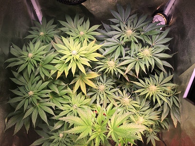 Growreport Bild 1