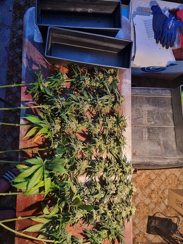 Growreport Bild 6