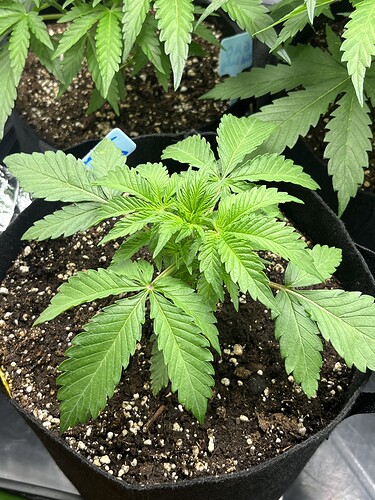 Growreport Bild 27