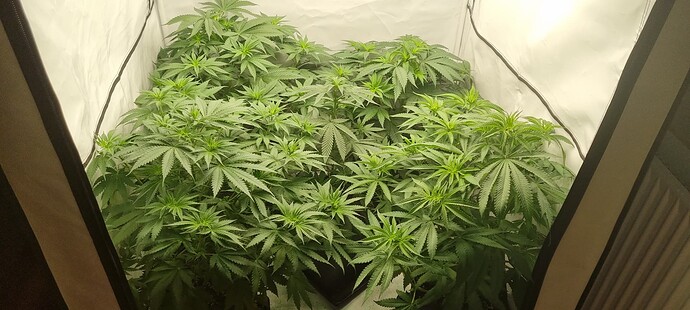 Growreport Bild 6