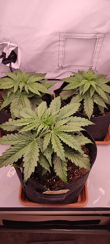 Growreport Bild 20