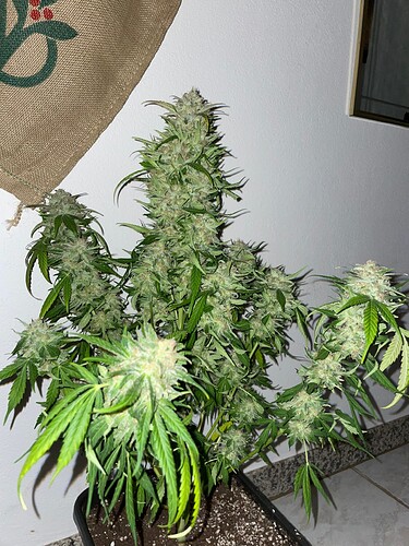 Growreport Bild 16