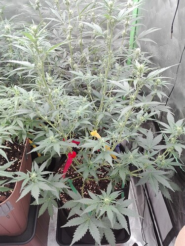 Growreport Bild 5