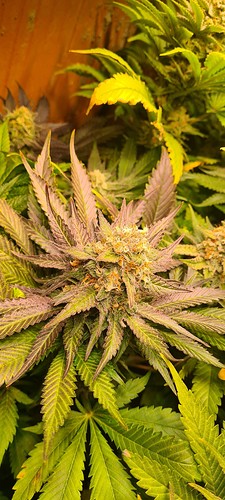 Growreport Bild 15