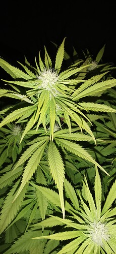 Growreport Bild 31