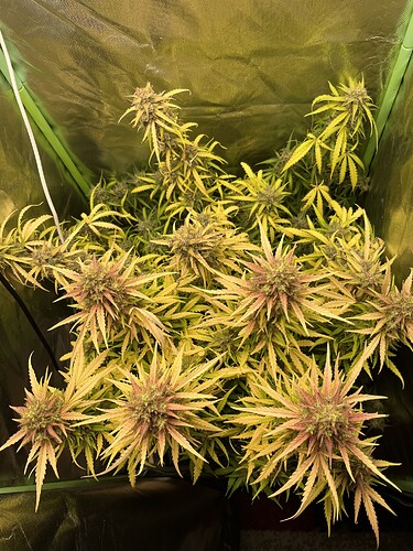 Growreport Bild 6