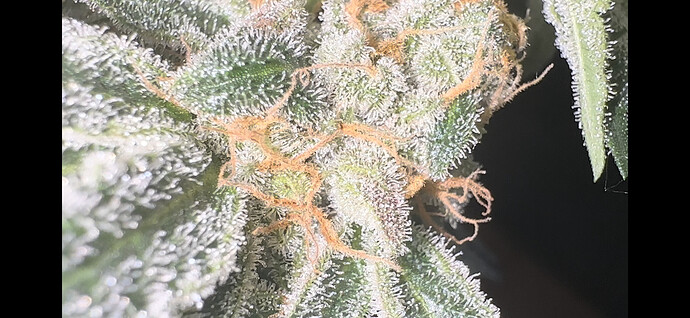 Growreport Bild 16