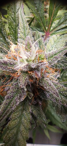 IMG_20231008_212225_1