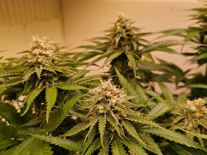 Growreport Bild 13