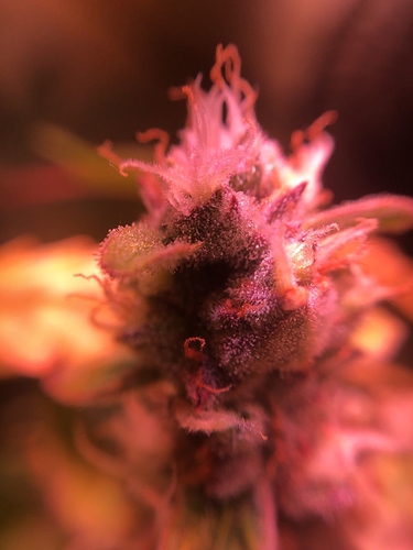 Growreport Bild 40