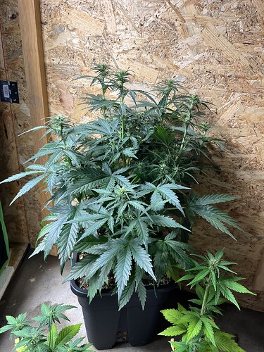 Growreport Bild 18