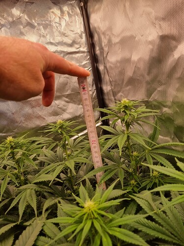 Growreport Bild 28