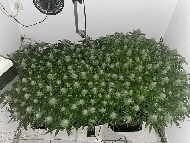 Growreport Bild 1