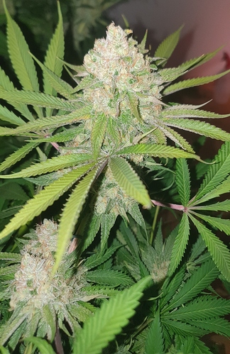 Growreport Bild 8