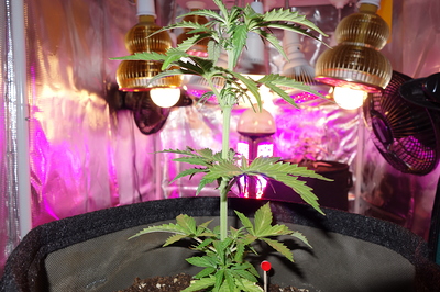 Eine junge Cannabispflanze in einem Vliesstofftopf, die unter einer LED-Pflanzenlampe in einer Growbox wächst. Die Pflanze hat mehrere Blattpaare und einen aufrechten Stiel.