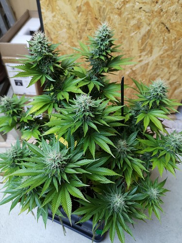 Growreport Bild 3