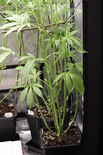 Growreport Bild 6