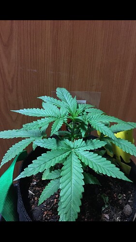 Growreport Bild 1