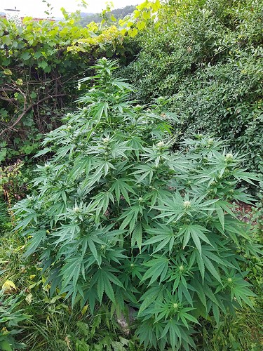 Growreport Bild 7