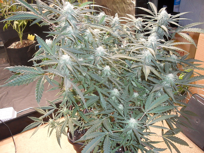 Growreport Bild 3