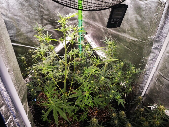Growreport Bild 6