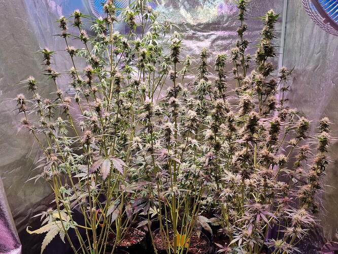 Growreport Bild 27