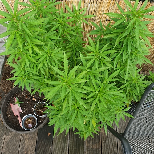 1597487500724848457272573678600