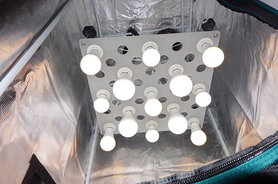 Eine Growbox mit vielen LED-Lampen, die von der Decke hängen.