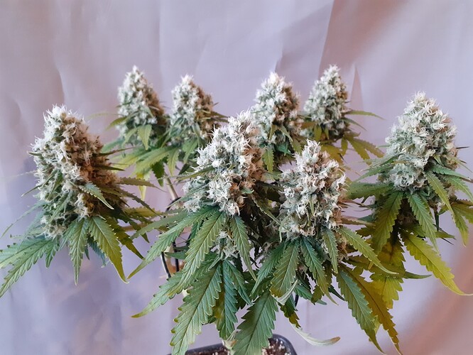 Growreport Bild 177