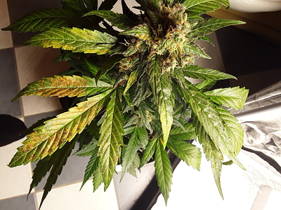 Growreport Bild 7