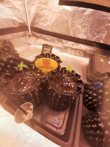 Growreport Bild 3