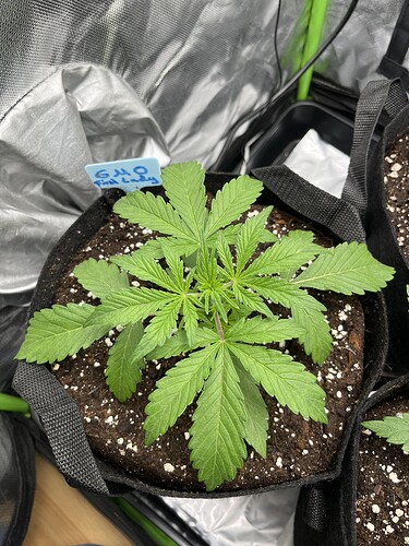 Growreport Bild 33