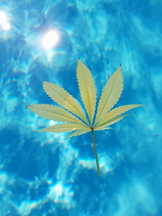 2020: Outdoor Töpfe im Garten - Erster Versuch ever⁸ - Outdoor - Forum