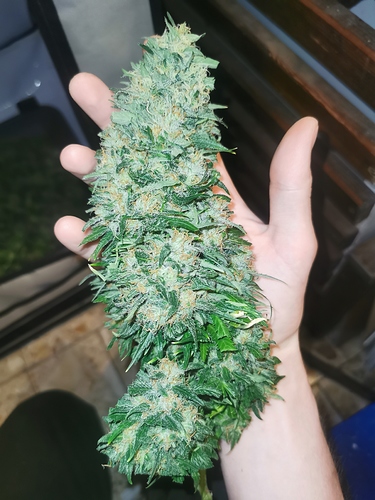 Growreport Bild 6