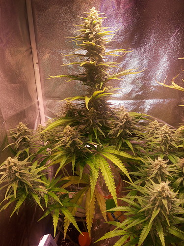 Growreport Bild 2